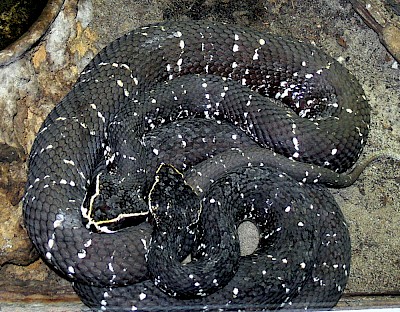 Mexican Cantil - By User: Haplochromis - Self-photographed, CC BY-SA 3.0, https://commons.wikimedia.org/w/index.php?curid=1573301