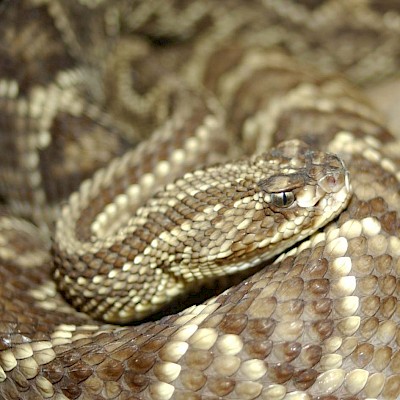 Tropical Rattlesnake - Copyrighted free use, https://commons.wikimedia.org/w/index.php?curid=29692