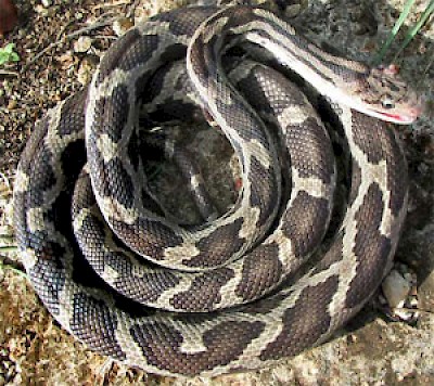 Red Blotched Ratsnake