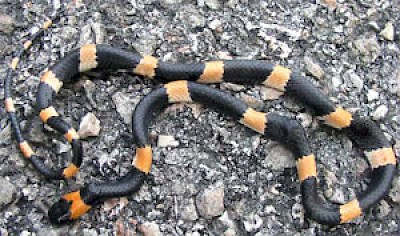 Short Faced Snail Eater