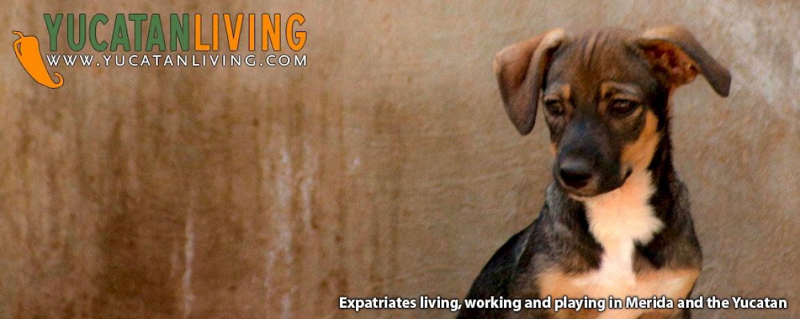 How To Report Animal Abuse or Neglect