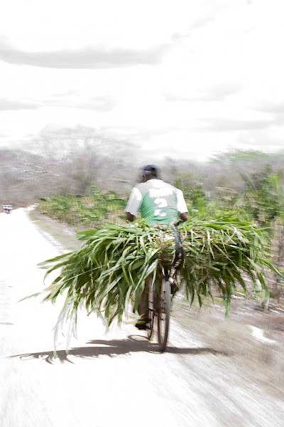A bicyclist carries home food for his horses in Yucatan