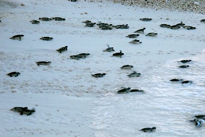New turtle hatchlings entering the Caribbean Sea on the beach at Isla Mujeres