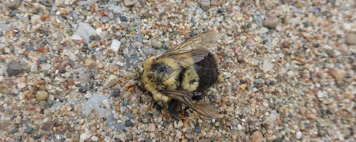 Yucatan News: Mayan Beekepers Protect Threatened Population