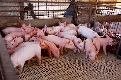 Pig Farm