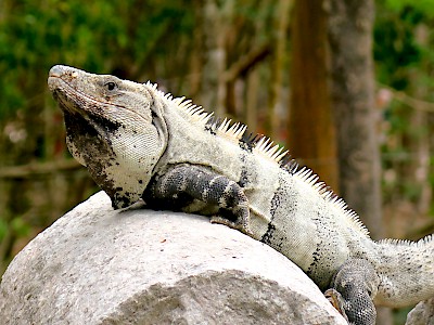 A large, black Spiney-tailed iguana basking in the sun