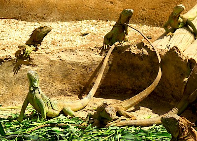 Female green iguanas in the Vallazoo display enclosure.