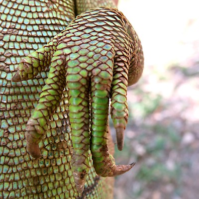 The potentially dangerous claw of a green iguana.
