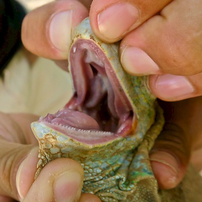 Investigating the mouth of a female green iguana.