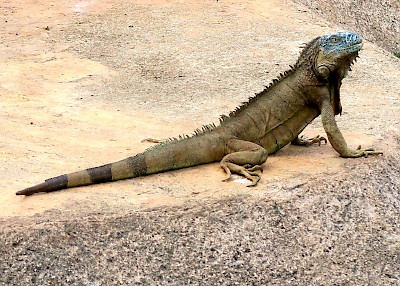 Photo illustrating the substantial tail of a green iguana.
