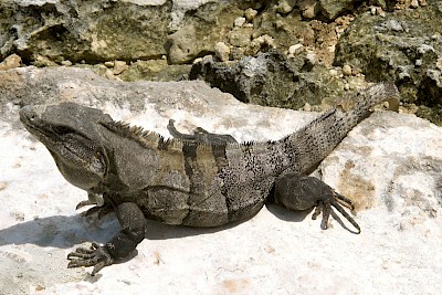 The mottled black and grey skin color on a Black Spiny-tailed Iguana