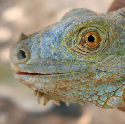 Nostril located near the end of the nose on a Green Iguana