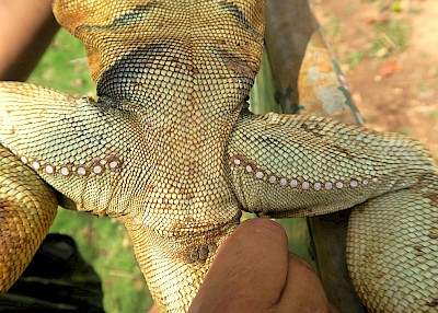 Femoral pores on the inside of an iguana’s thigh.  The white, waxy substance in the center of the pore is used to mark territory.