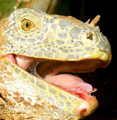 Cuts on tongue from iguana’s own teeth, also shows nostril and eye