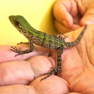 Green iguana hatchling