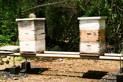 “The Pizote (a type of coati, a marsupial with one long claw) can open that tin roof [on the hive] with that claw and eat the honey.” -Jerry Britner