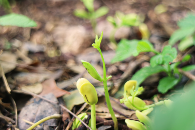 “New neem sprouts are red and loaded with nutrients and energy. The leaf is serrated and grows in clusters of three.” - Jerry Britner