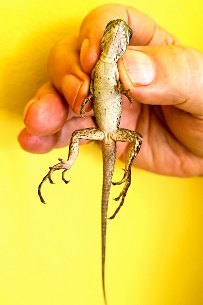 Baby iguana.