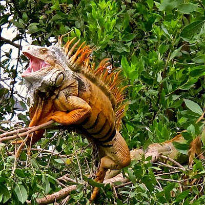 Jaw gaping as a defensive display.