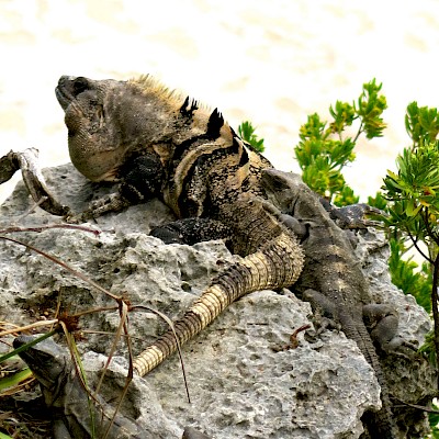 Large alpha male with two females.