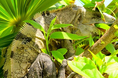 Yes, I am a folivore!