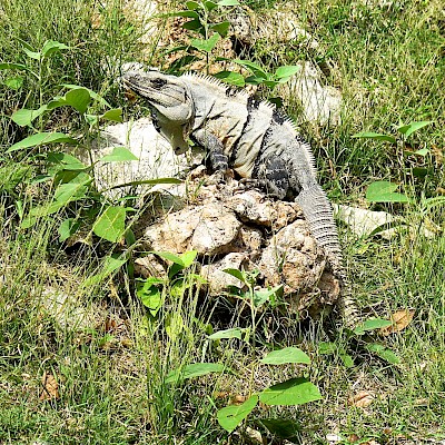 Black Spiney-tailed Iguana resting on limestone rocks common in the Yucatan Peninsula.