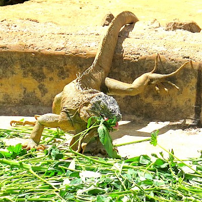 Dinnertime at the VallaZoo in Valladolid.