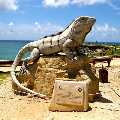 Largest iguana in the world on Isla Mujeres (Iguanus Concretous)