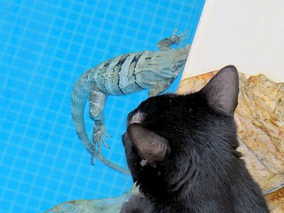 Domestic cat knocked iguana into the swimming pool.