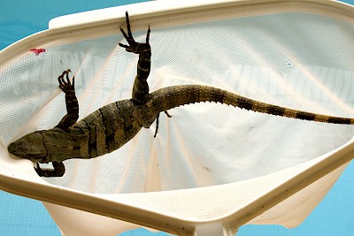 Removal of iguana from pool carefully so as not to be bitten.
