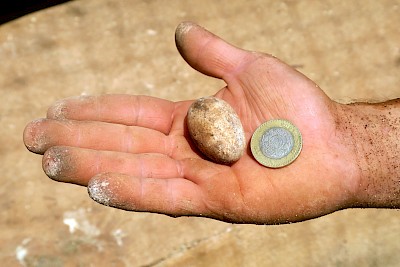 Hand, iguana egg and ten-peso coin for scale.