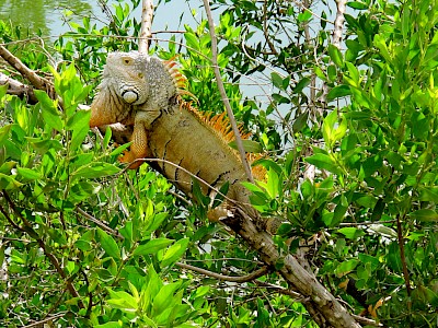 Green Iguana