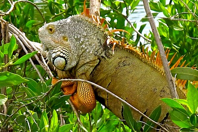Large alpha male will display head bobbing off his basking branch to attract females in mating season.