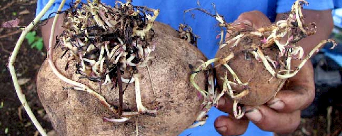 4 Traditional Crops - Camote, Jicama, Chayote & Ñame