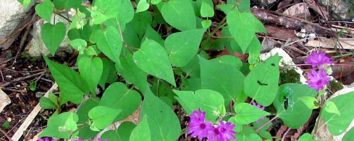 Violet-Flowered Four-O'Clocks