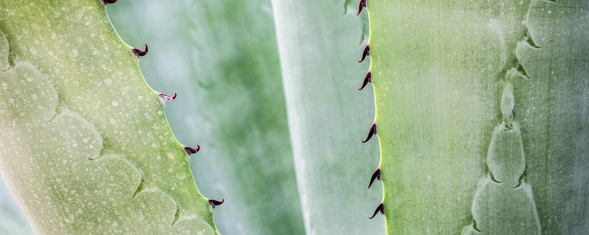 Caribbean Agave Flowering