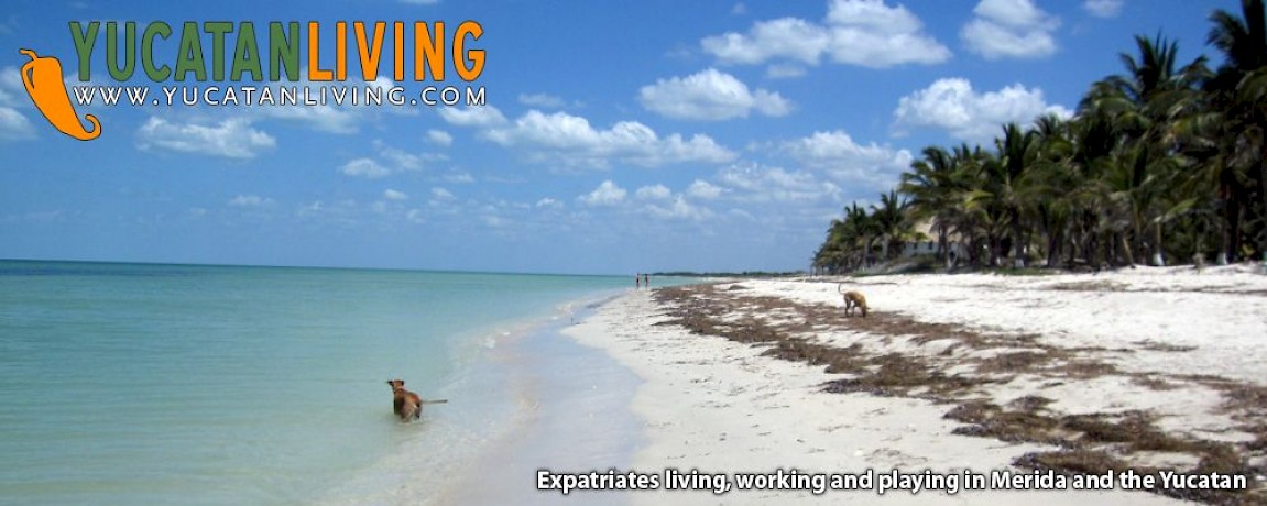 Driving Through Mexico With Dogs