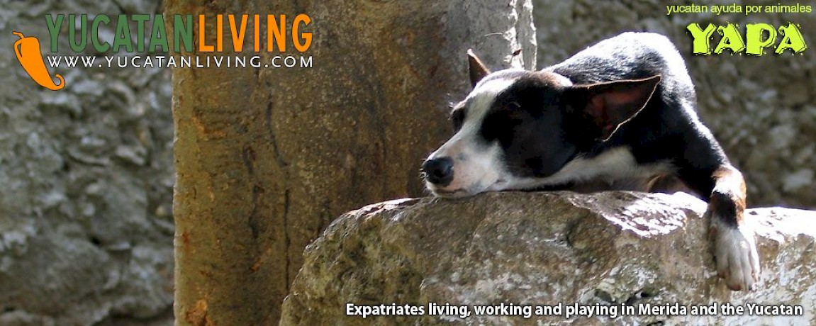 YAPA: Help Yucatan's Animals