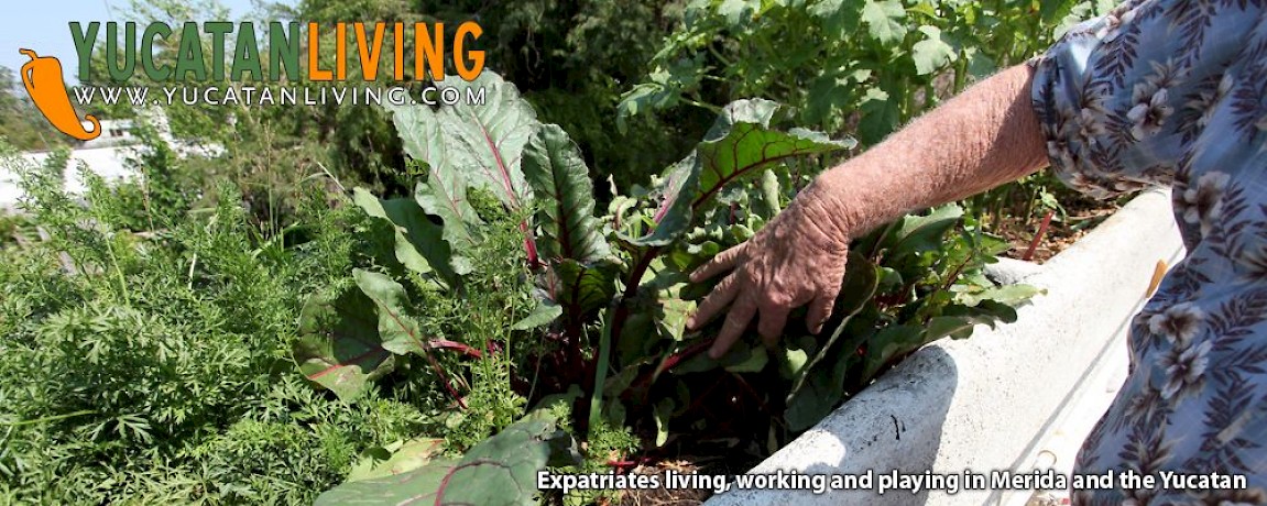 Tropical Roof Garden in Merida
