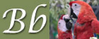 B is for birdwatching in Yucatan