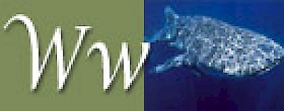 W is for Whale Sharks in Yucatan