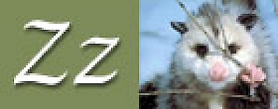 Z is for the Zorros of Yucatan