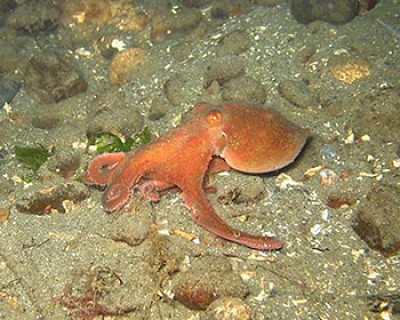 pulpo