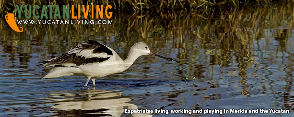 Bird Photography in Yucatan