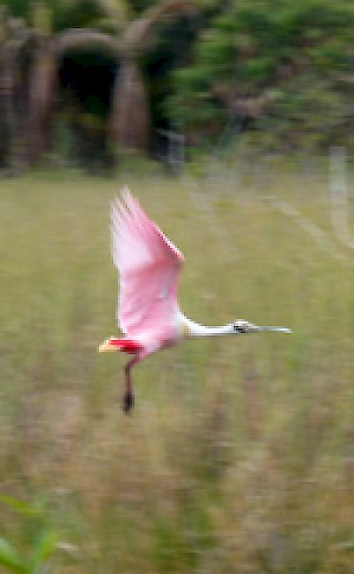 roseate-spoonbill