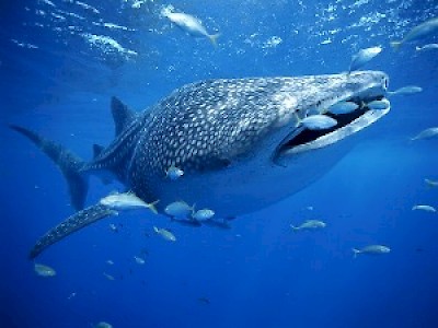 whale-shark