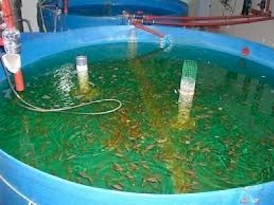 Acuaculture In Yucatan Mexico