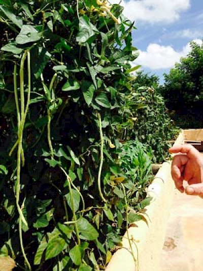 Chinese beans in Merida Yucatan