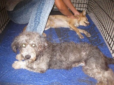 Animal Health and Protection in Yucatan Mexico