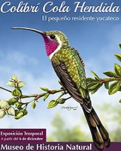 Colibri Exposition in Merida Yucatan